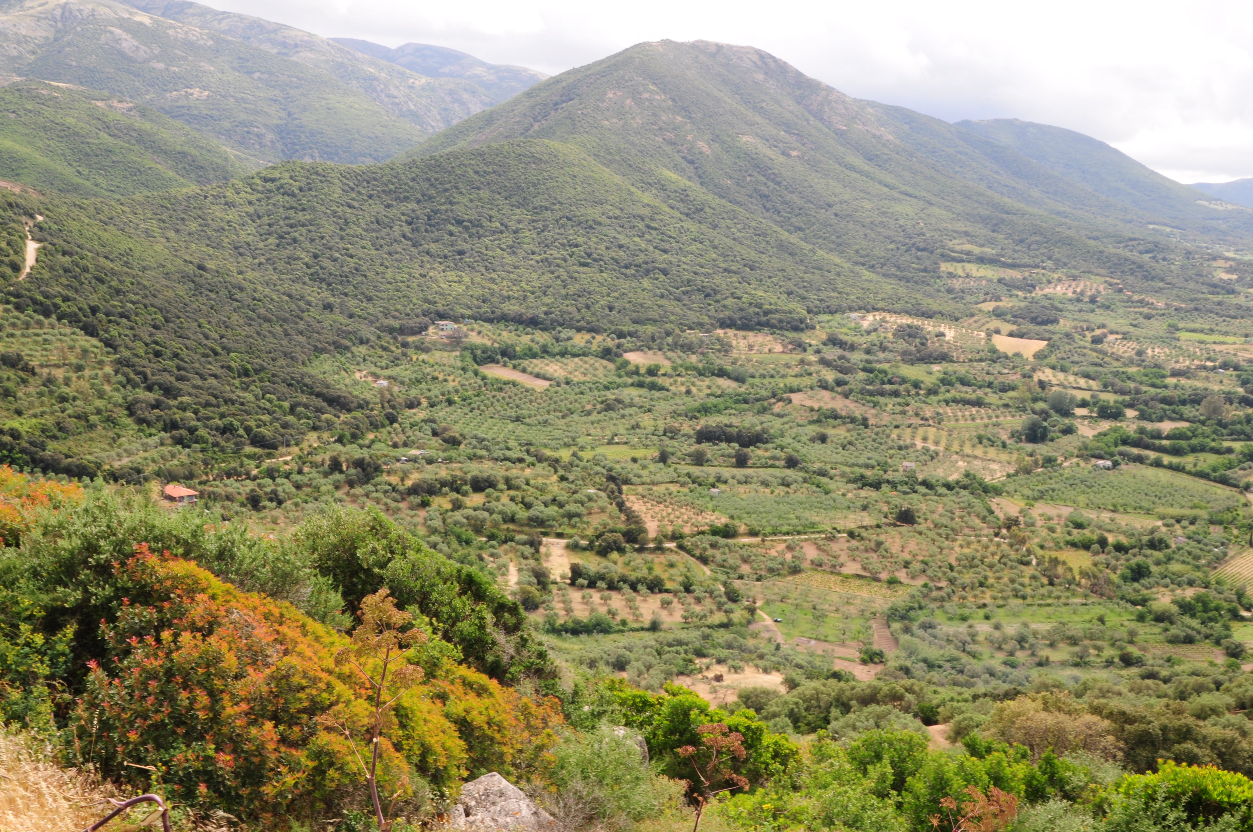 Olijfolie shots 8 stuks - Olivious