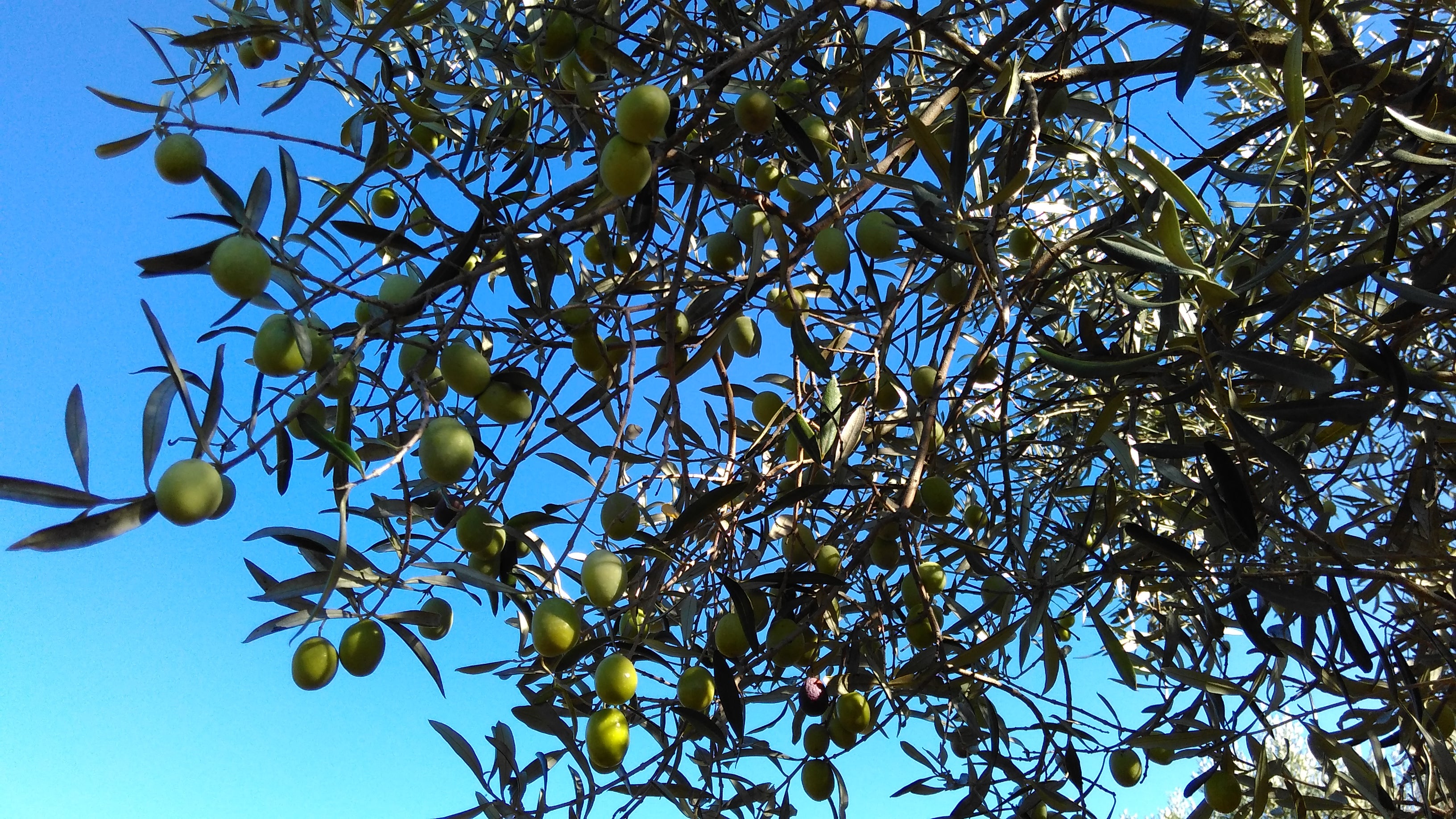 Olijfolie shots 8 stuks - Olivious