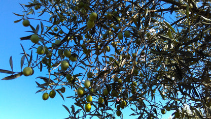 Olijfolie shots 8 stuks - Olivious